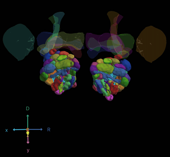 Colored glomeruli of an antennal lobe atlas, turning in 3D