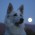 Avatar for hankerspace from gravatar.com