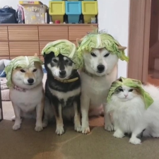 Avatar for Anatoly from gravatar.com