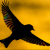 Avatar for roperluo from gravatar.com