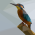 Avatar for phoeluga from gravatar.com