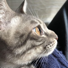 Avatar for Tomoya Kose from gravatar.com