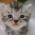 Avatar for Minidoracat from gravatar.com