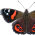 Avatar for redadmiral from gravatar.com