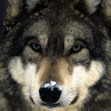 Avatar for YesJustWolf from gravatar.com