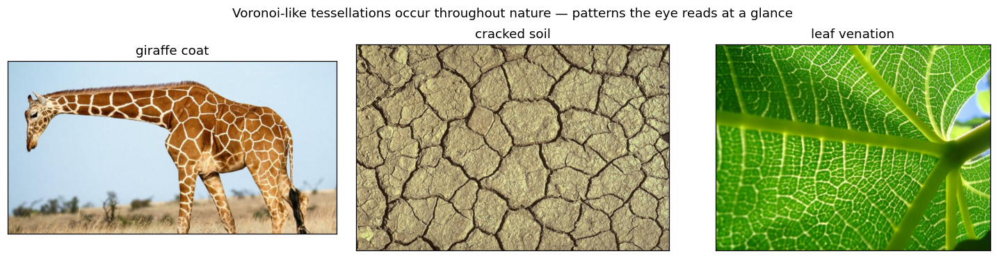 Voronoi-like tessellations in nature: giraffe coat, cracked soil, leaf venation
