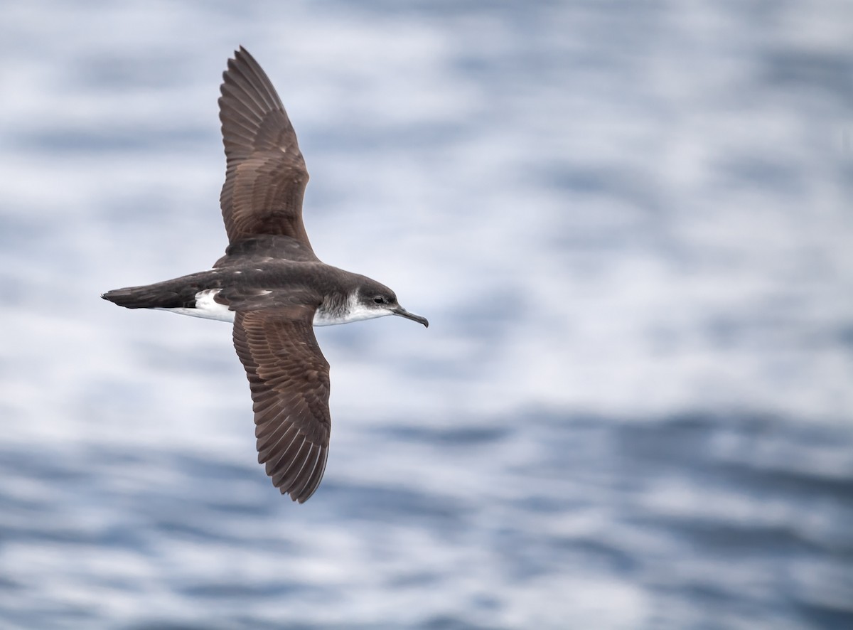 ML216800971 Manx Shearwater © Kirk Zufelt