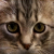 Avatar for engulisyu from gravatar.com