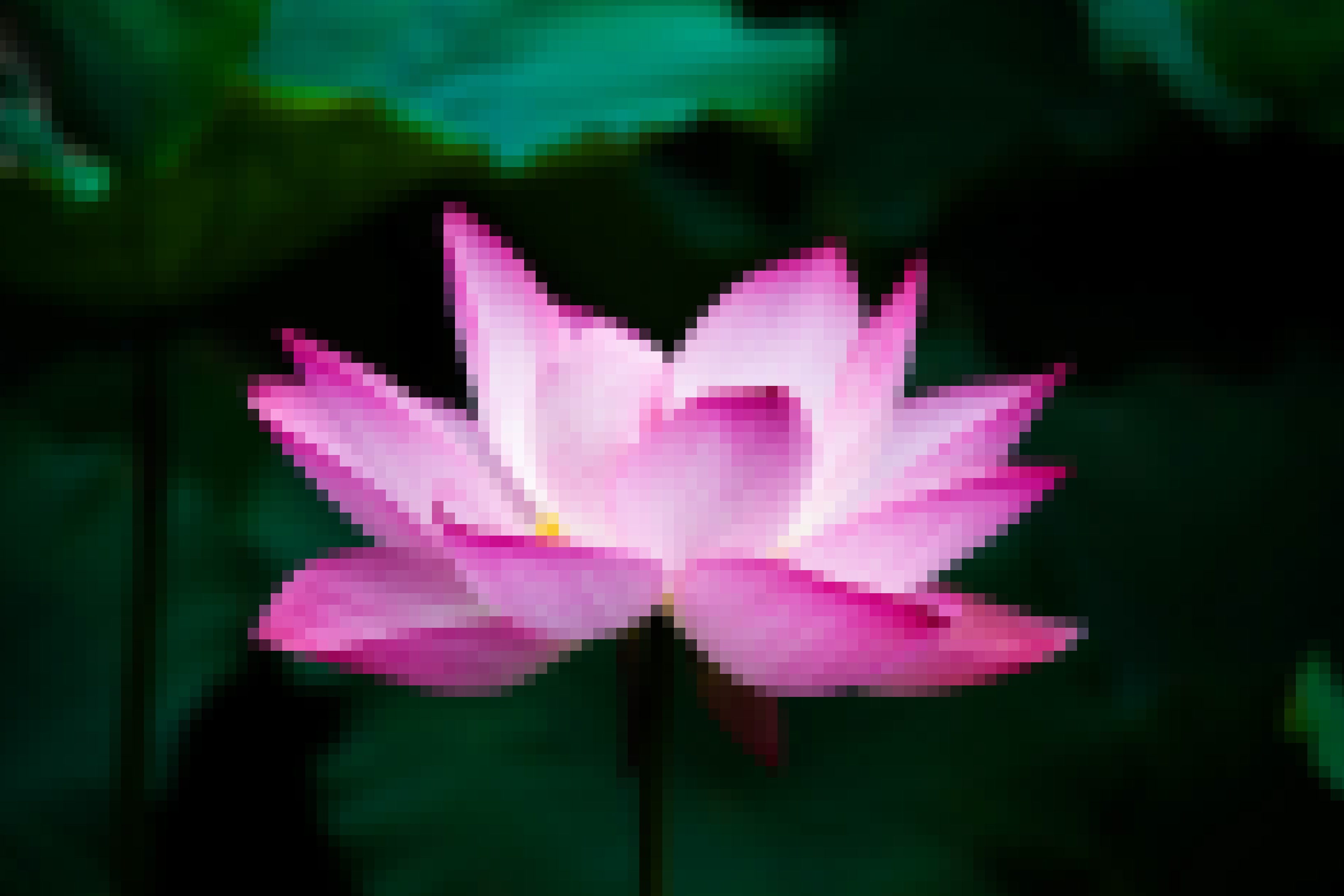 lotus-pixelate.jpg