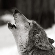 Avatar for haibin from gravatar.com