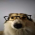 Avatar for itsmewulf from gravatar.com