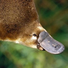 Avatar for Simone Robutti from gravatar.com