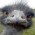Avatar for gunsmoke from gravatar.com