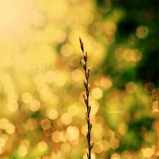 Avatar for Alice Wang from gravatar.com