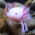 Avatar for dswah from gravatar.com