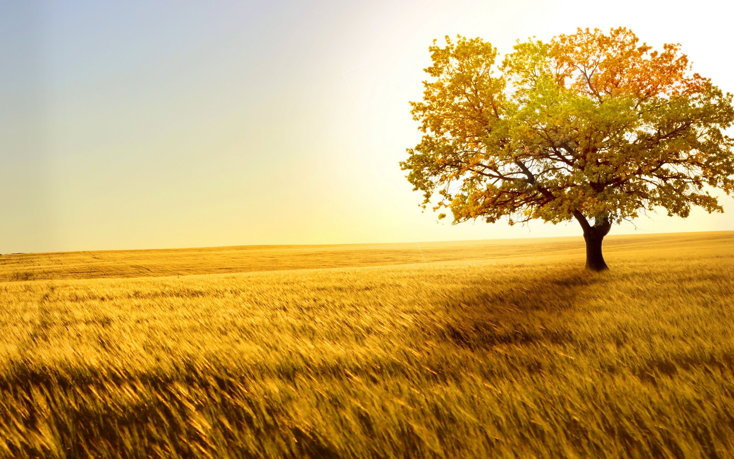 The input nature image