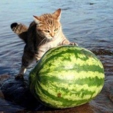 Avatar for Alex Dodge from gravatar.com