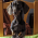 Avatar for raulcd from gravatar.com