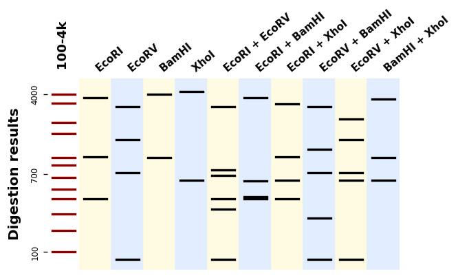 https://raw.githubusercontent.com/Edinburgh-Genome-Foundry/BandWagon/master/examples/mixed_digestions.png