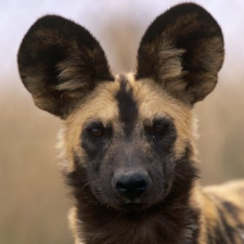 Avatar for Troy Karan Harrison from gravatar.com