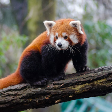 Avatar for Angelo Mastro from gravatar.com