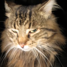 Avatar for Bogdan Kalashnikov from gravatar.com