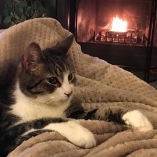 Avatar for MorTon the cat from gravatar.com