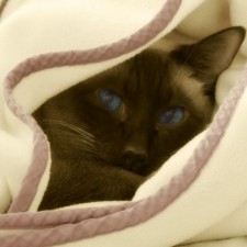 Avatar for cahya.wirawan from gravatar.com