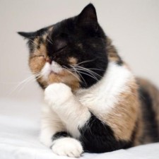 Avatar for Jiajun Yao from gravatar.com