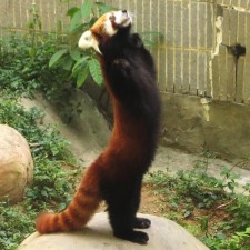 Avatar for denis.sokolov from gravatar.com