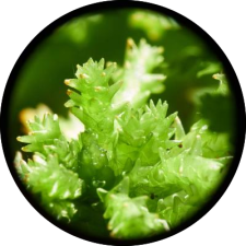 Avatar for jan-spr from gravatar.com