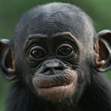 Avatar for Thibaut Le Page from gravatar.com