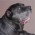 Avatar for slobberchops from gravatar.com