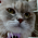 Avatar for ardey26 from gravatar.com