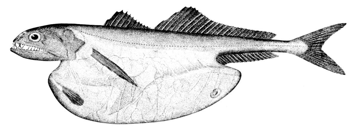 Chiasmodon background