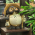 Avatar for mengsenz from gravatar.com