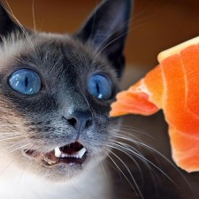 Avatar for dogfish182 from gravatar.com