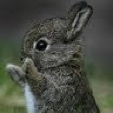 Avatar for Nelson from gravatar.com