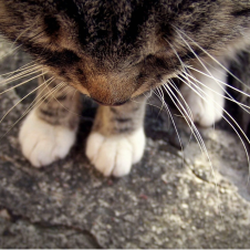 Avatar for vksir from gravatar.com