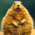 Avatar for bibermann from gravatar.com