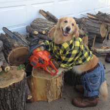 Avatar for Thibault DUPONCHELLE from gravatar.com