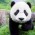 Avatar for PandaCookie from gravatar.com