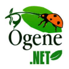 Avatar for omer gul from gravatar.com