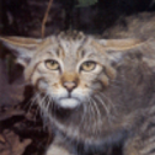 Avatar for samthursfield from gravatar.com