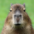 Avatar for bernard.wiesner from gravatar.com
