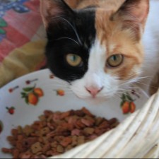 Avatar for nightsailer from gravatar.com