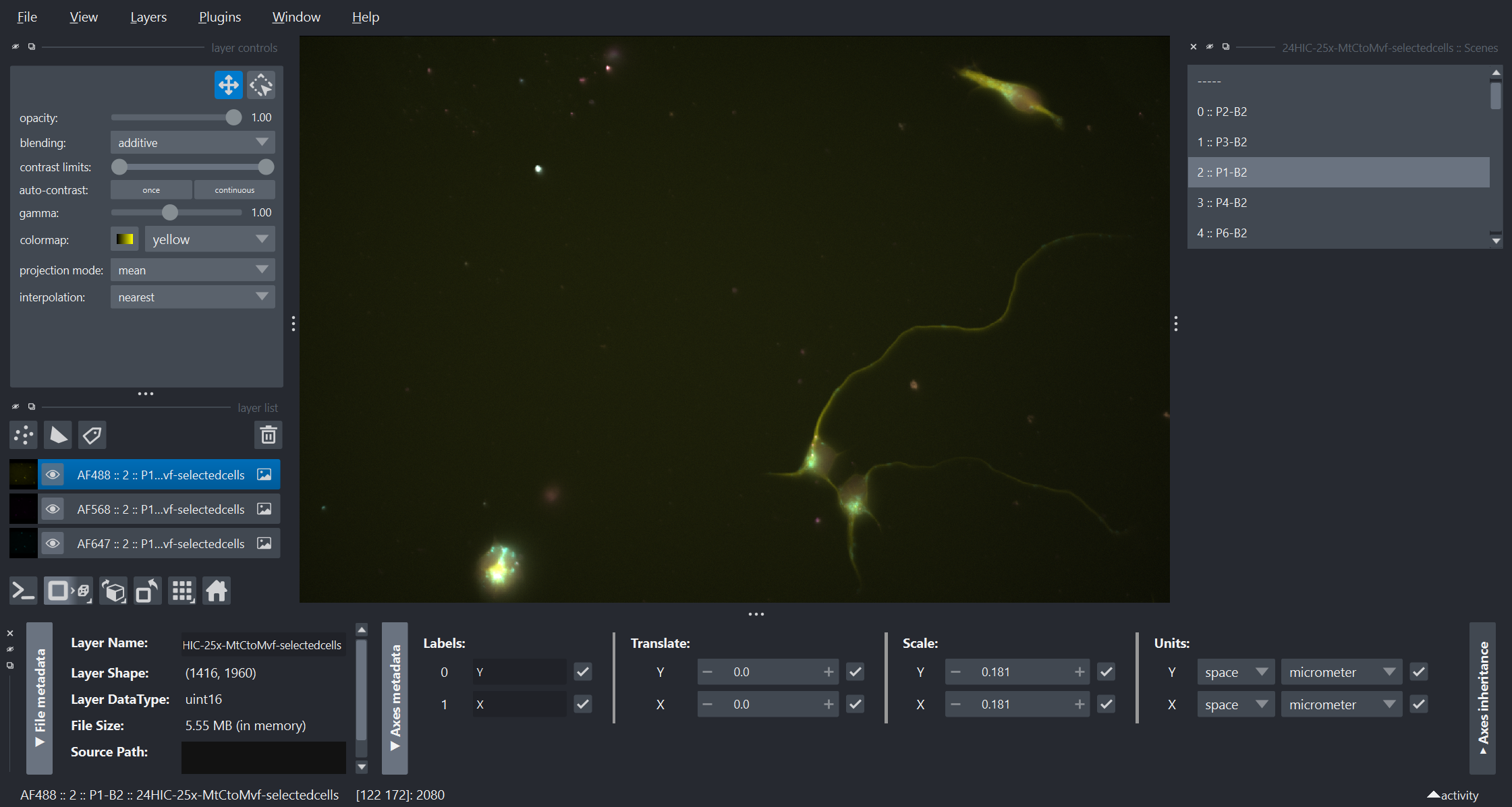 napari viewer showing scene selection widget and napari-metadata widget displaying the metadata provided by ndevio a .czi file