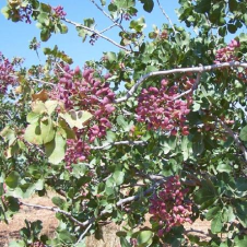 Avatar for Suhel Hammoud from gravatar.com