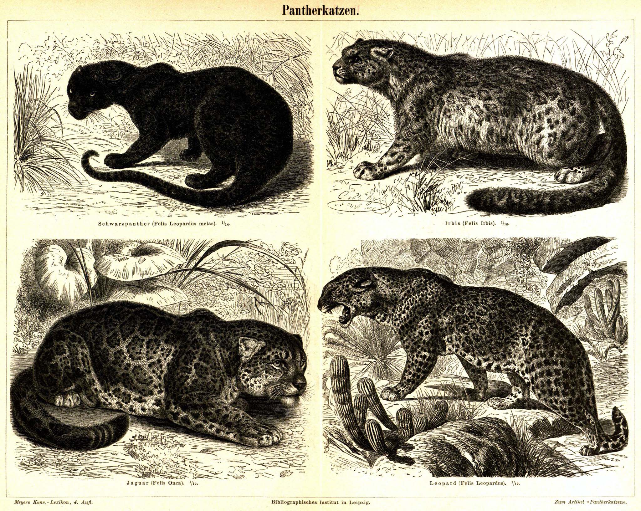 panthera