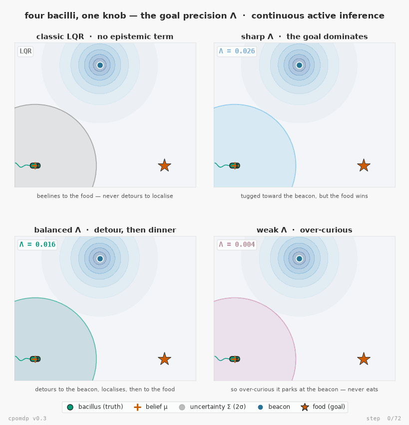 Four bacilli navigating to food under different goal precisions Λ, via continuous active inference